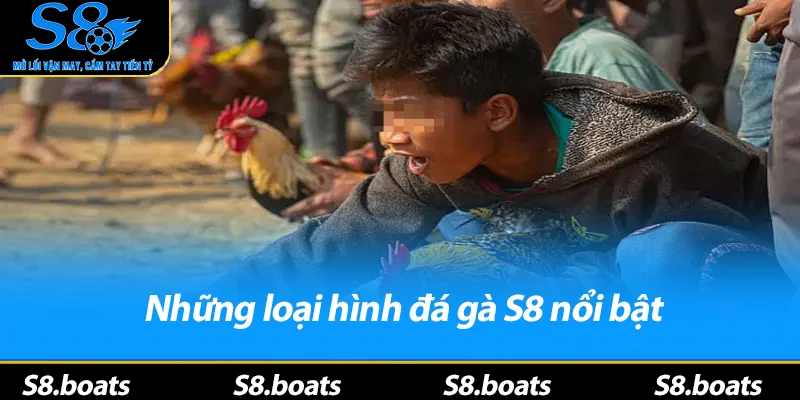 Những loại hình đá gà S8 nổi bật