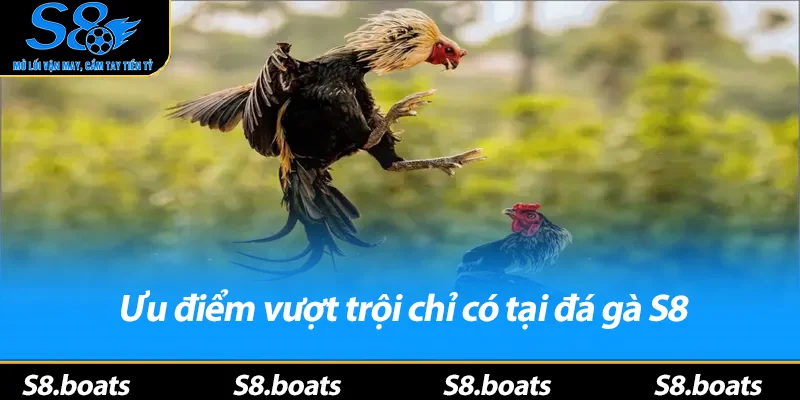Ưu điểm vượt trội chỉ có tại đá gà S8